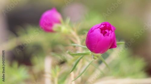 Wallpaper Mural Pink flower time-lapse Torontodigital.ca