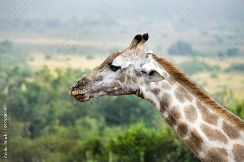 Side profile of giraffe  Pilanesberg National Park  South Africa