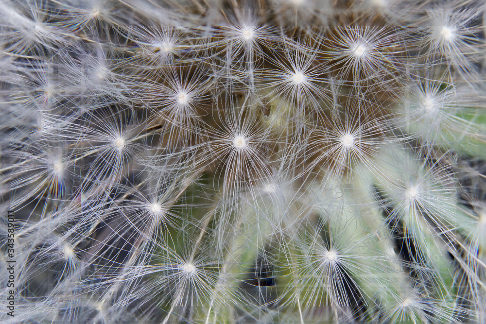 Obraz premium dandelion seed head