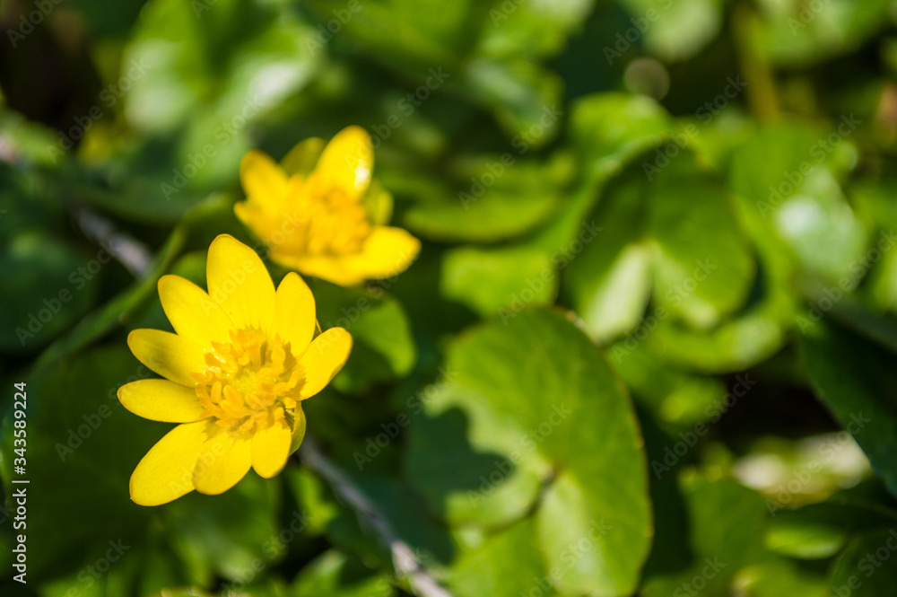 Yellow flower of marsh marigold in macro with water drops Yellow flower of marsh marigold in macro with water drops