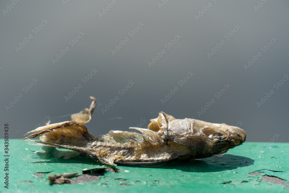 The body and the skeleton of a dead rotten rotten fish. Leftovers from the food. The cycle of food in nature. The body and the skeleton of a dead rotten rotten fish. Leftovers from the food. The cycle of food in nature.