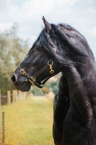 Beautiful friesian stallion
