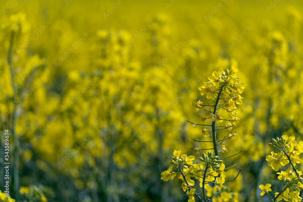 Obraz premium Bright yellow rapeseed field. rapeseed flowers close-up. Summer landscape for Wallpaper. Eco-friendly agriculture.