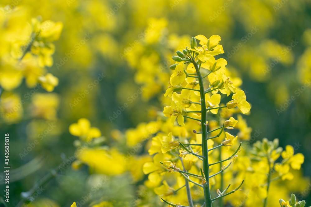 Bright yellow rapeseed field. rapeseed flowers close-up. Summer landscape for Wallpaper. Eco-friendly agriculture. Bright yellow rapeseed field. rapeseed flowers close-up. Summer landscape for Wallpaper. Eco-friendly agriculture.