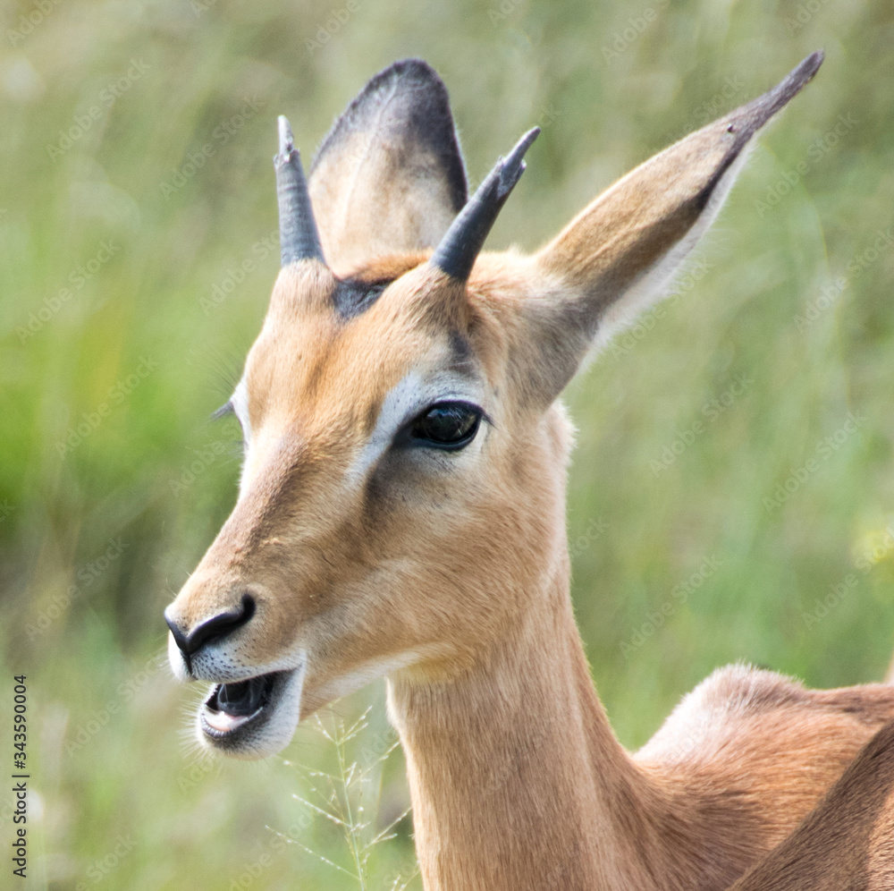 Impala against green grass background, Pilanesberg National Park, South Africa