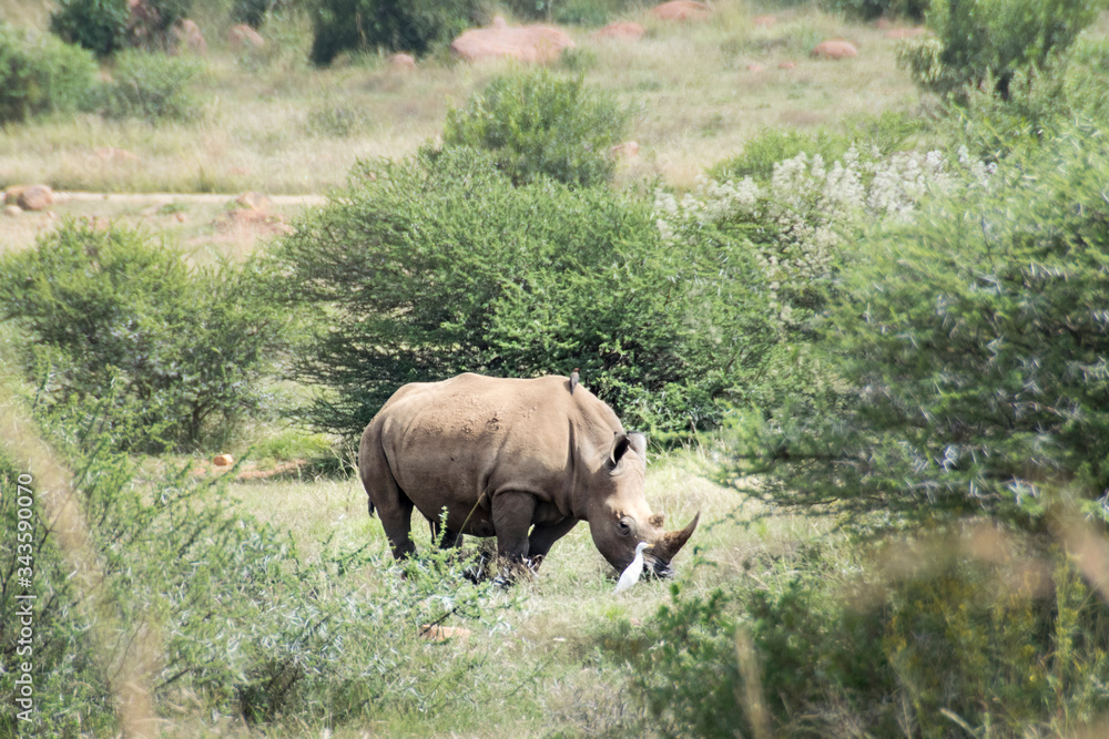 White Rhinoceros and Cattle Egret standing in grasslands, South Africa White Rhinoceros and Cattle Egret standing in grasslands, South Africa