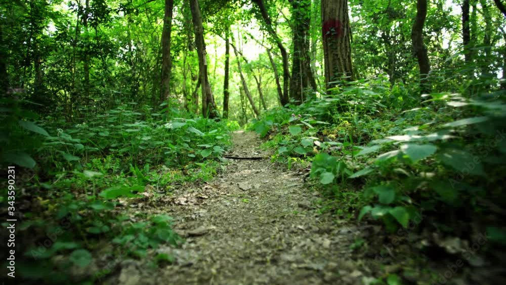 walk a path in the woods with a shot very close to the ground walk a path in the woods with a shot very close to the ground