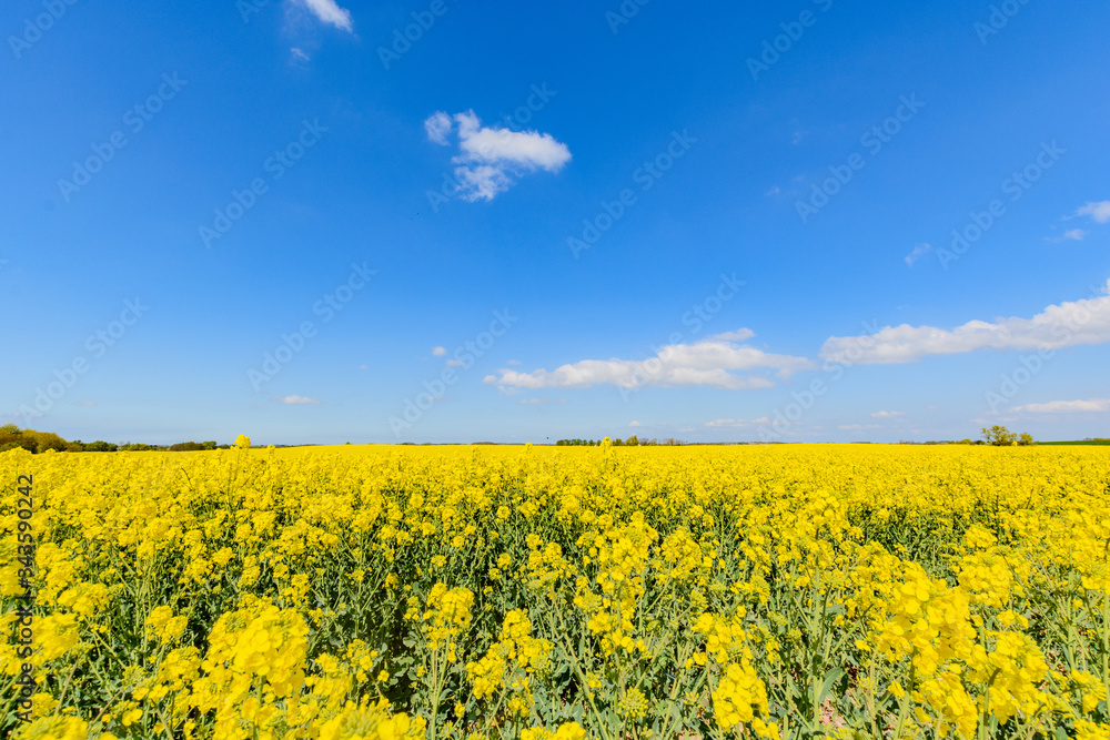 Rapsfeld auf Rügen