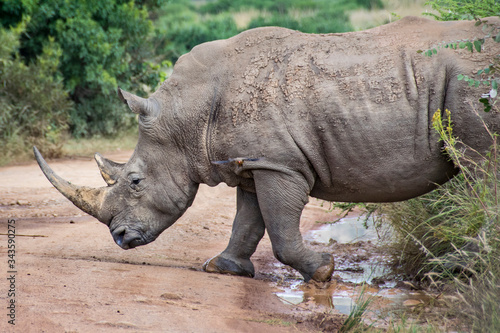 White Rhinoceros crossing dirt road, South Africa