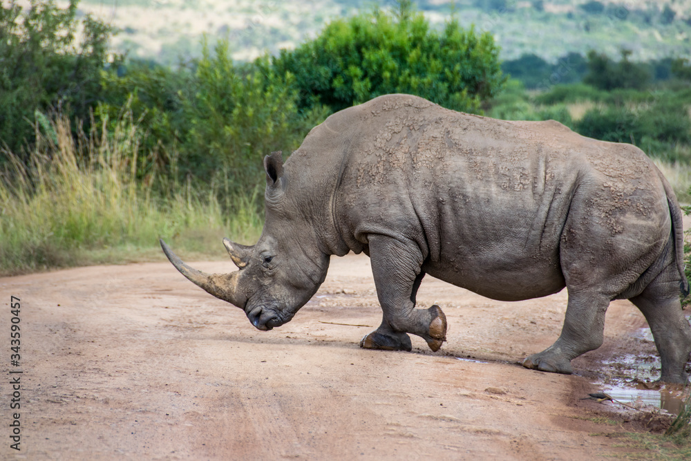 Obraz premium White Rhinoceros crossing dirt road, South Africa