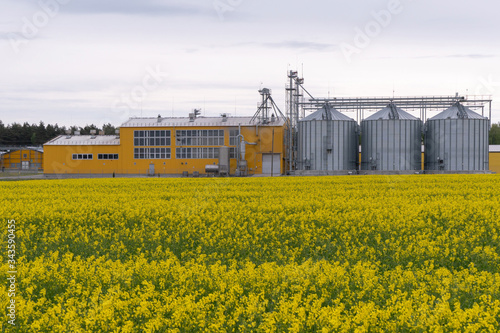 silver silos on agro manufacturing plant for processing drying cleaning and storage of agricultural products. Large iron barrels of grain. modern plant against the background of a large rape field