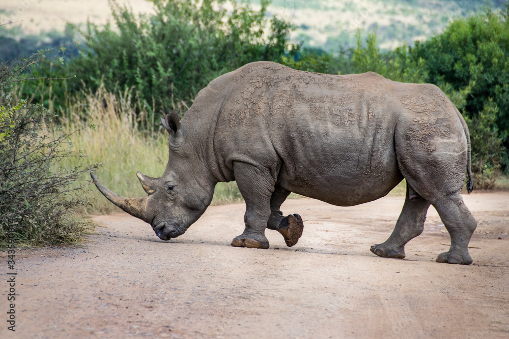 Obraz premium White Rhinoceros crossing dirt road, South Africa