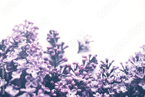 Lilac flowers closeup on white background  soft focus  vintage toned. Floral background 