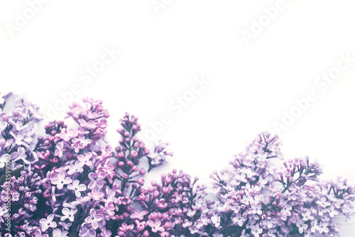 Lilac flowers closeup on white background  soft focus  vintage toned. Floral background 