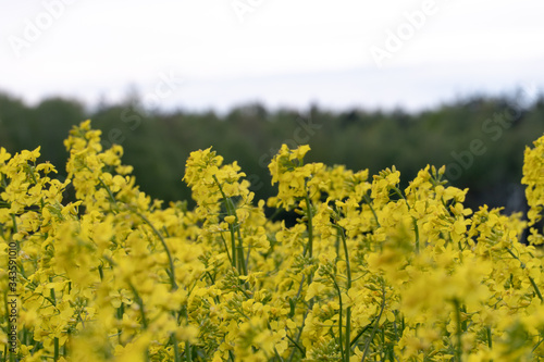 Bright yellow rapeseed field. Summer landscape for Wallpaper. Eco-friendly agriculture.