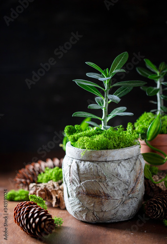 Indoor plant in a concrete pot on a dark background.
