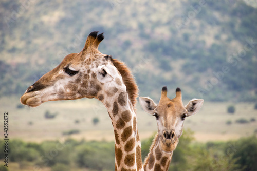 Side profile of giraffe and one in background  Pilanesberg National Park  South Africa
