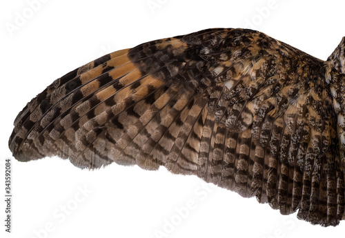 spread owl's wing on a white background, texture of feathers of a bird of prey