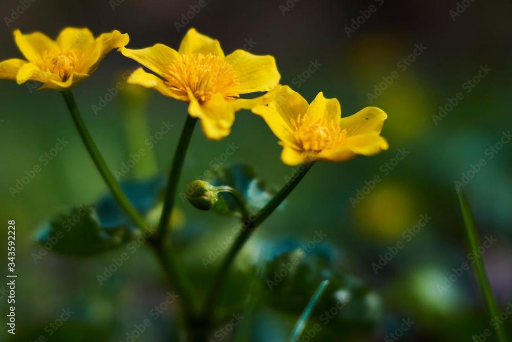 Flowers of marigold in a natural setting of wet meadows Flowers of marigold in a natural setting of wet meadows