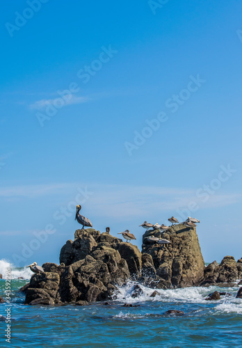 Seagulls at Los Panamaes Beach in Puerto Escondido.