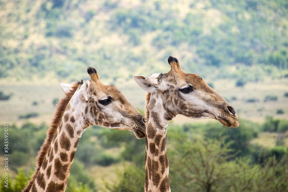 Naklejka premium Side profile of two giraffes, Pilanesberg National Park, South Africa
