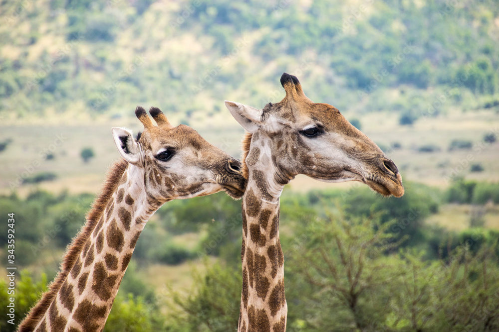 Side profile of two giraffes, Pilanesberg National Park, South Africa Side profile of two giraffes, Pilanesberg National Park, South Africa