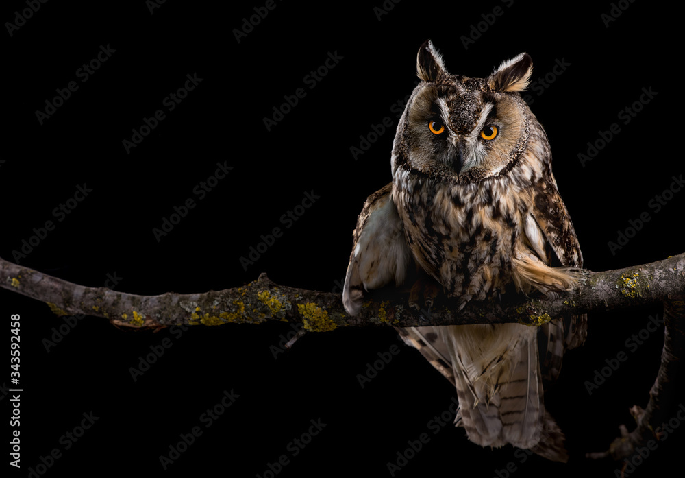 Eared owl sitting on a branch on a black background, portrait of a bird of prey on a black background Eared owl sitting on a branch on a black background, portrait of a bird of prey on a black background