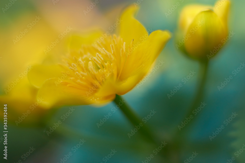 Fototapeta premium Flowers of marigold in a natural setting of wet meadows