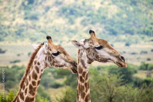 Fototapeta Naklejka Na Ścianę i Meble -  Side profile of two giraffes, Pilanesberg National Park, South Africa