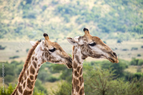 Side profile of two giraffes, Pilanesberg National Park, South Africa