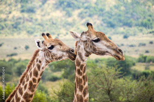 Side profile of two giraffes, Pilanesberg National Park, South Africa