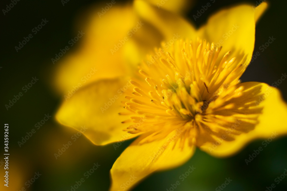 Flowers of marigold in a natural setting of wet meadows Flowers of marigold in a natural setting of wet meadows