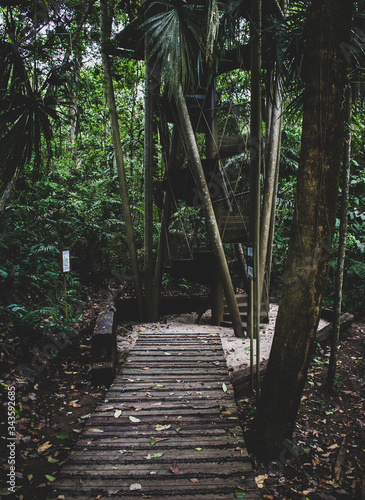 Rainforest  Gamboa  Panama.