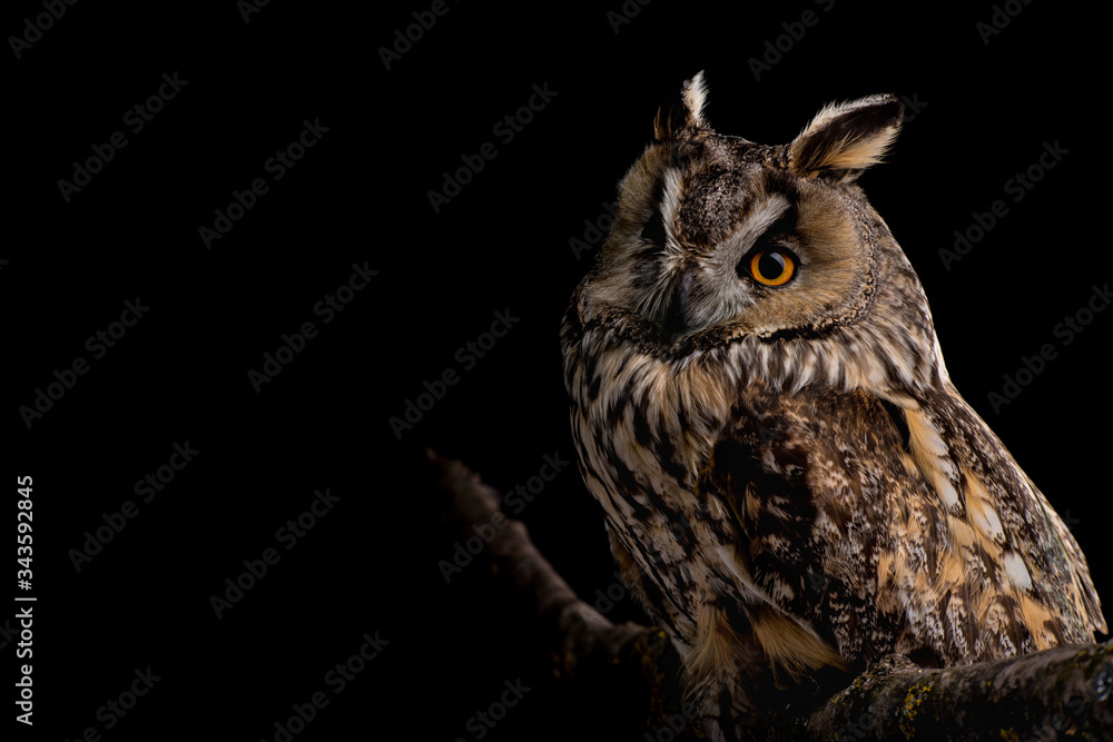 Fototapeta premium Eared owl sitting on a branch on a black background, portrait of a bird of prey on a black background