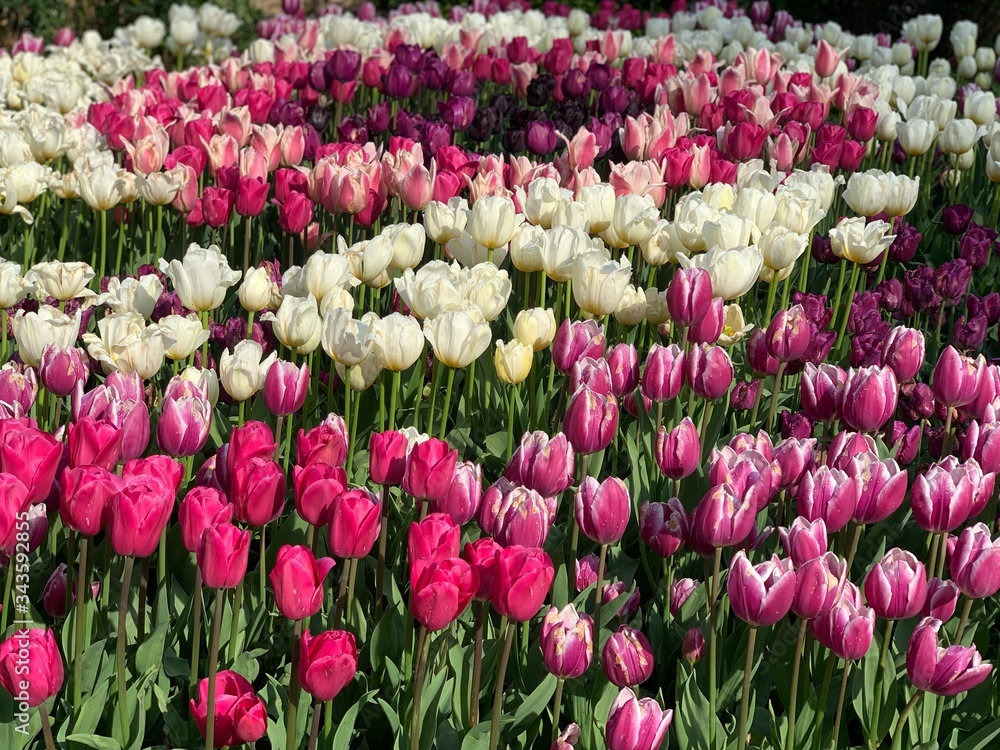 Shades of pink and white tulips blooming in the spring