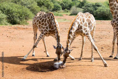 Two giraffe licking salt lick, Pilanesberg National Park, South Africa