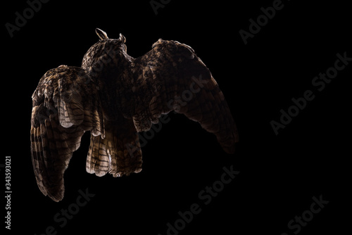 Eared owl sitting on a branch on a black background, portrait of a bird of prey on a black background © Антон Фрунзе