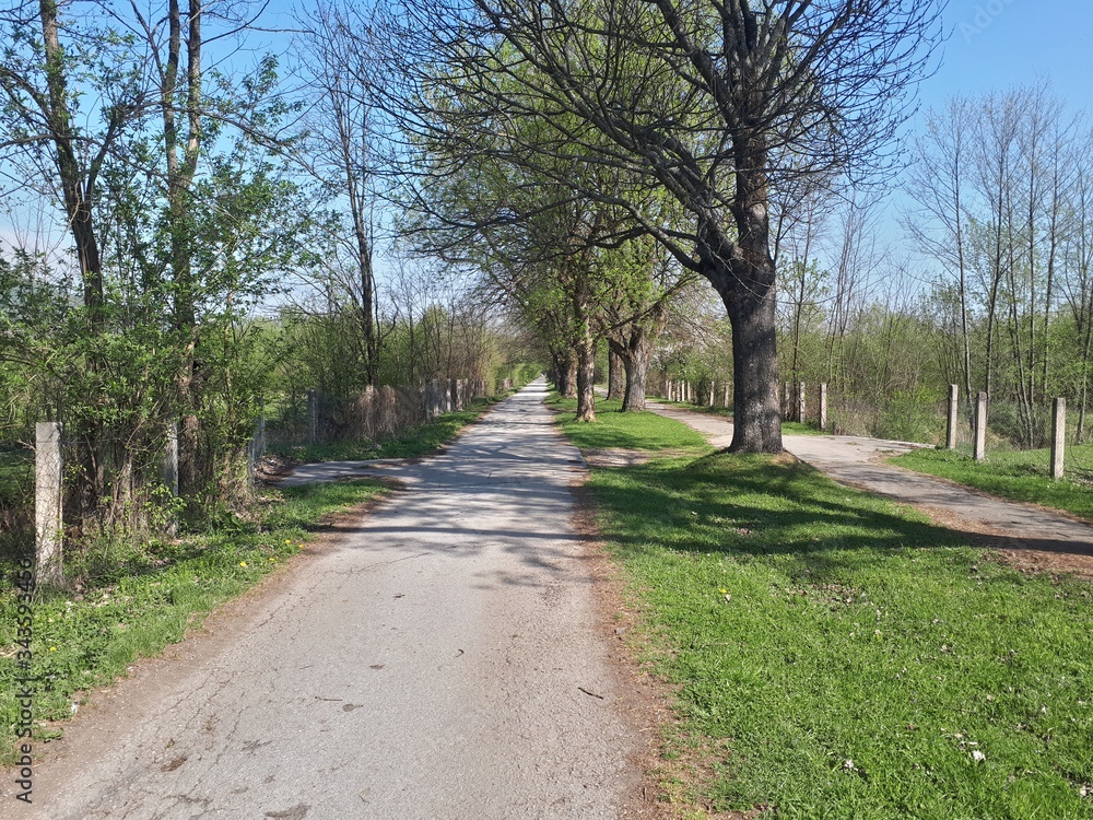 Alley in the park with old road and blue sky