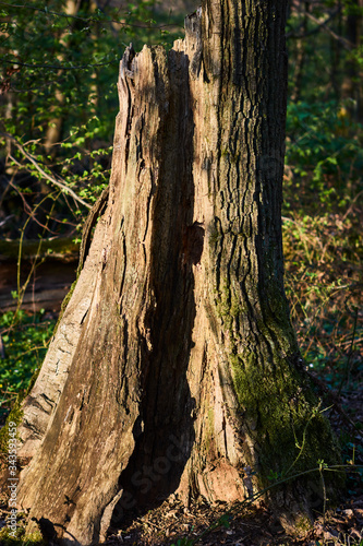 The destroyed and decayed trunk of an old tree