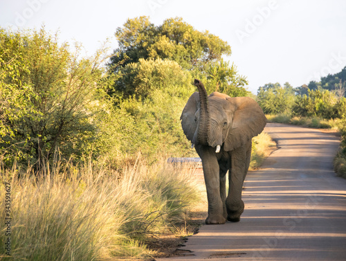 Bull african elephant walking up road with trunk in air, Pilanesberg National Park, South Africa