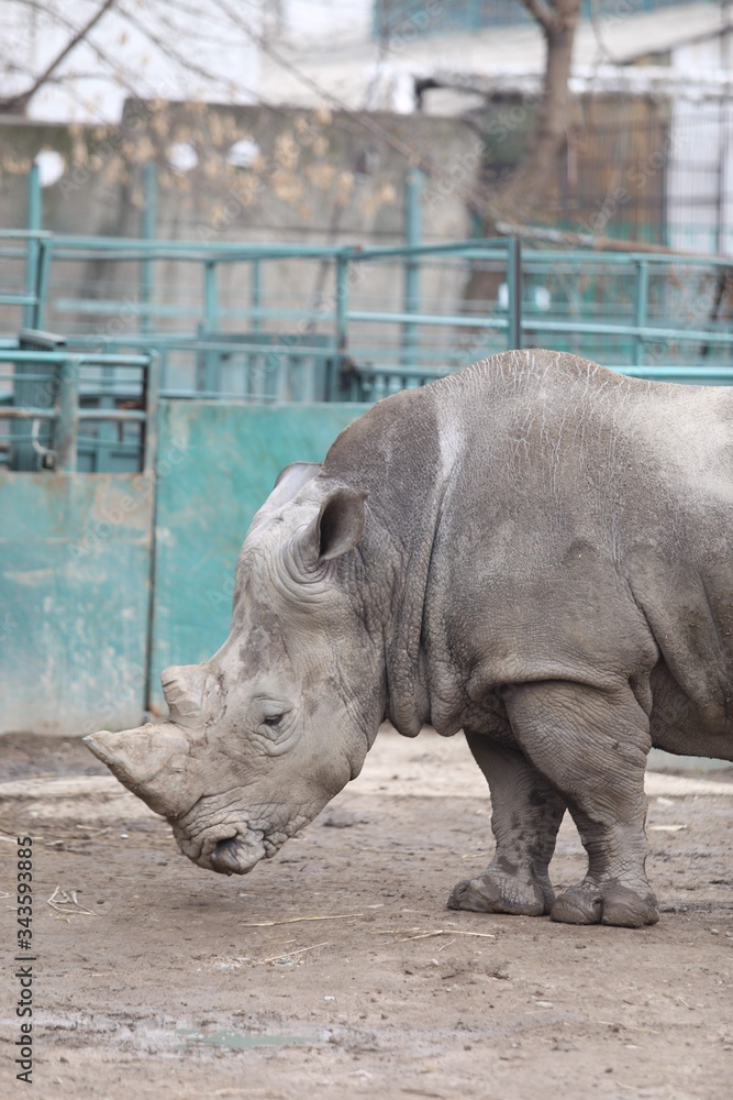 Naklejka premium Rhino male stands on a green background