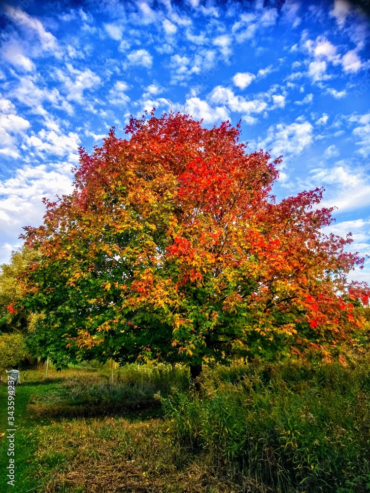 Naklejka premium autumn in the park