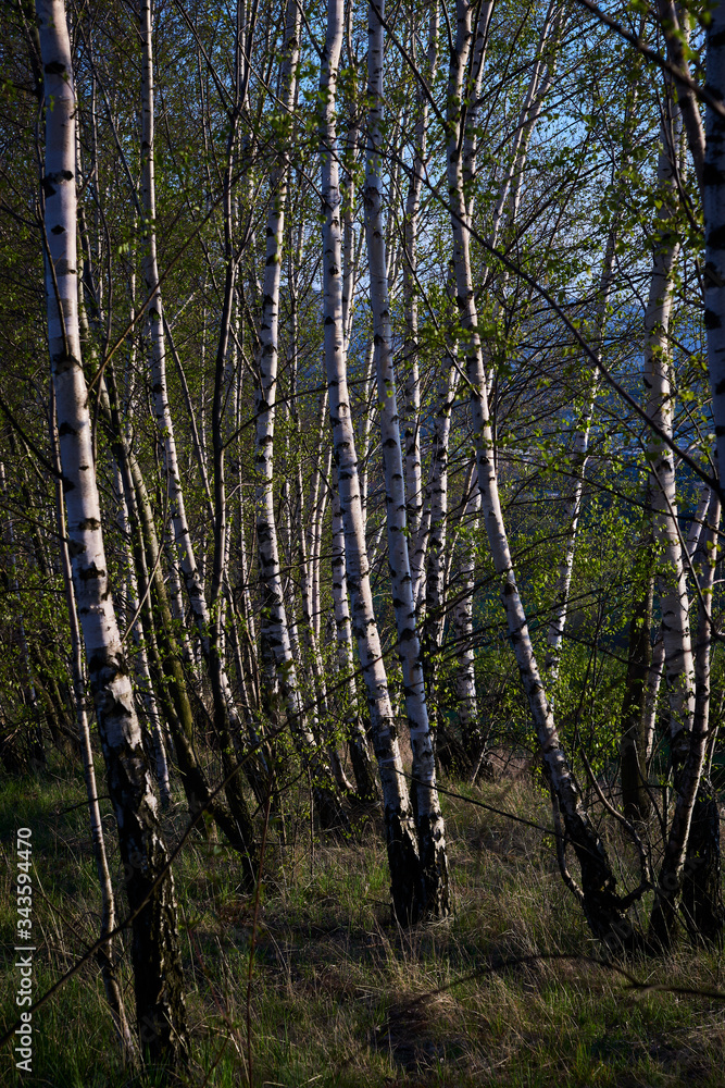 Fototapeta premium Spring birch forest in the rays of the setting sun