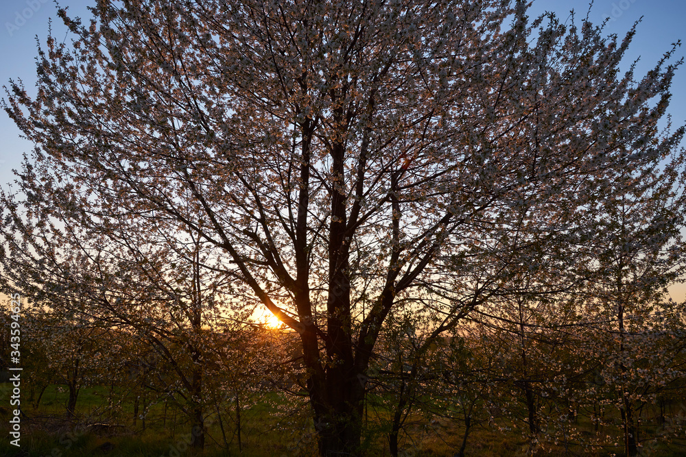 Wayside blooming wild cherry with the setting sun in the background Wayside blooming wild cherry with the setting sun in the background