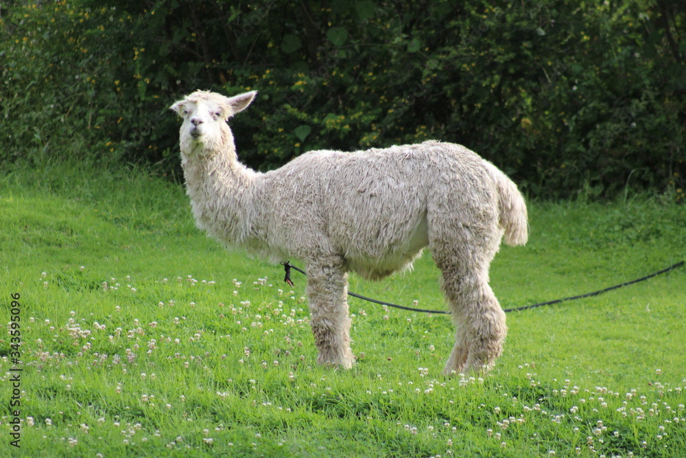 Obraz premium sheep in the grass