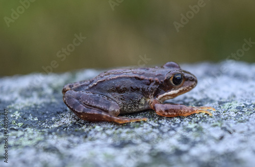 Frog sitting on a stone in Scotland. Bufonidae, anura