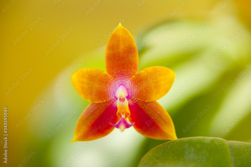Beautiful rare orchid in pot on blurred background Beautiful rare orchid in pot on blurred background