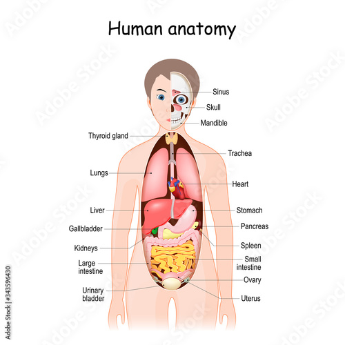 human body anatomy. Scientific medical illustration. internal organs of the female.