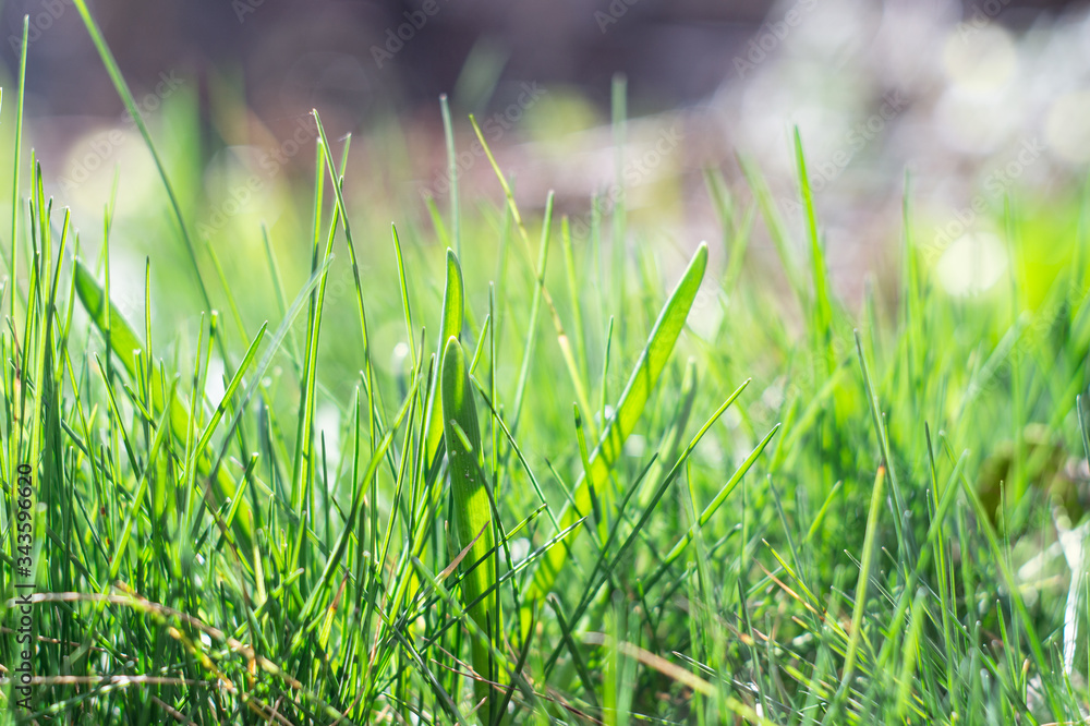 Obraz premium Fresh green grass lit by sunlight. Close-up