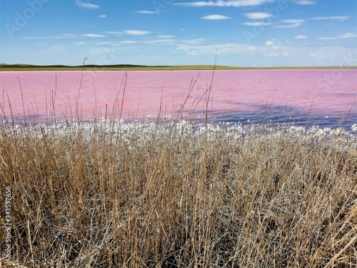 Pink salty large lake with white salt and dry grass on the shore.Kazakhstan.